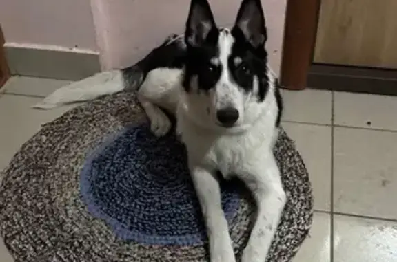 Найдена собака, Красноярск, фото: Найдена собака, Красноярск, Красноярский край - черно-белая, радостная