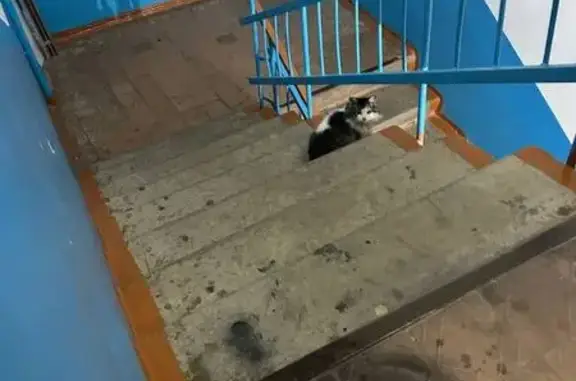 Найденные животные Бугуруслан, фото: Найдена кошка, 2-я улица Пушкина, 78, Бугульма