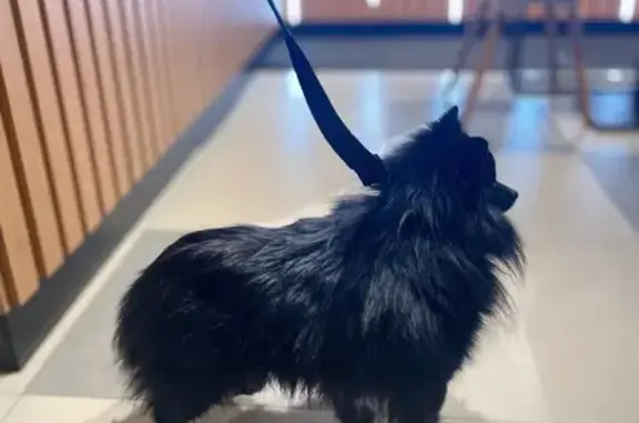 Найденные животные Санкт-Петербург, фото: Найден шпиц, проспект Косыгина, Санкт-Петербург