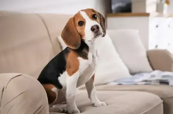 Пропал собака, Семёновская улица, 76, Курск - триколор, активный - photo