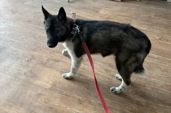 Найдена собака, Красноярск, фото: Найдена собака, улица 60 лет Октября, 109, Красноярск - лайка серого цвета