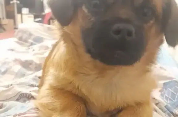 Пропала собака, женская, Нижняя улица, Пригородненский сельсовет - photo