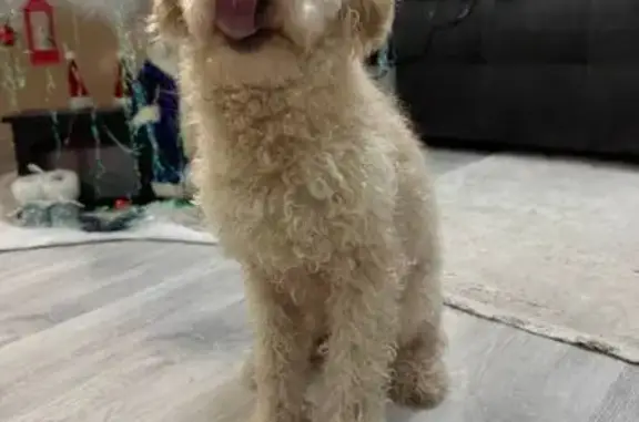 Найдена собака, Ижевск, фото: Найден собака, мужской, Удмуртская улица, 292, городской округ Ижевск - замёрз, коричневый ошейник