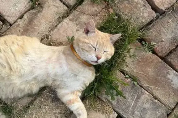 Пропал кот, Ипподромная улица, 44, Абинск - рыжий по имени 