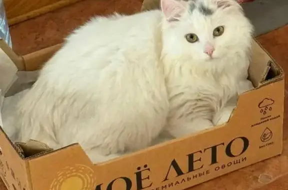Пропал кот, улица Хихлушки, 4, Белгород - длинношерстный, белый с серыми пятнышками - photo