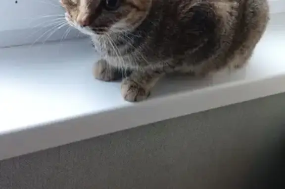 Пропала кошка, улица Ломоносова, 46, Новотроицк - откликается на имя Боня - photo