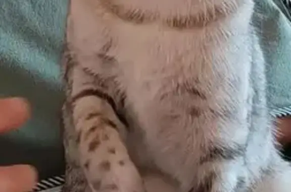 Пропала кошка, Степная улица, Балаково - похожа на британку - photo