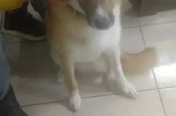 Найдена собака, Казань, фото: Найден собака, улица Гудованцева, Казань - молодой кобель с тёмно-зелёным ошейником