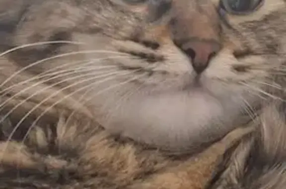 Пропала кошка, улица Гамидова, 83А, Избербаш - порода табби - photo