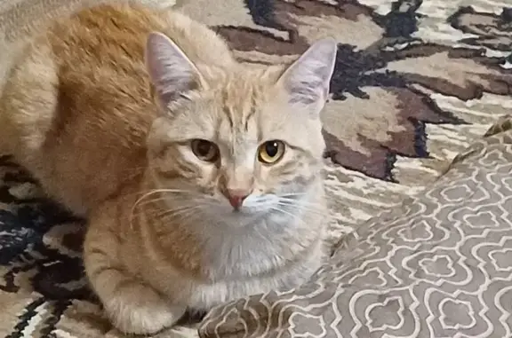 Пропал кот, Харабали - рыжий и ласковый Персик - photo