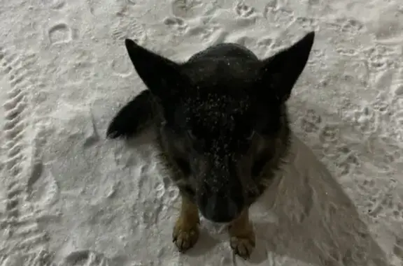 Найдена собака, улица Баки Урманче, 5, Казань - похожа на овчарку - photo