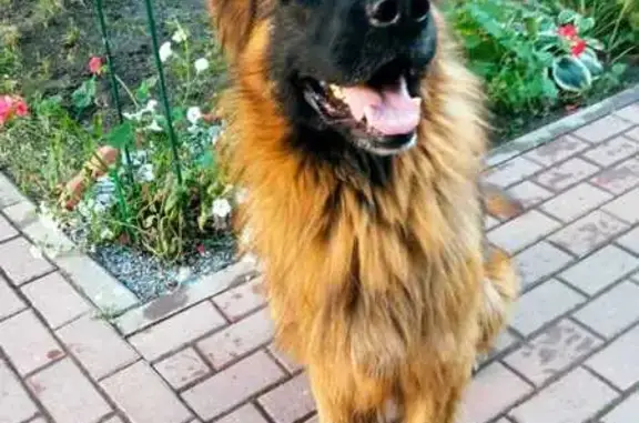 Пропал собака, улица Матросова, 24, Дзержинск - лохматый длинношерстный - photo