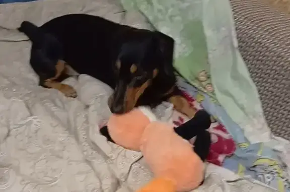 Пропал собака, Варваровка, Белгородская область - кличка Рич - photo