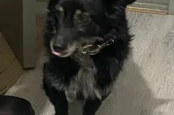 Найдена собака, Северодвинск, фото: Найдена собака, проспект Победы, Северодвинск - черная с белым, серебристый ошейник