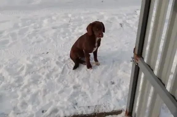 Найденные животные Комсомольский, фото: Найдена собака, Весёлопанское сельское поселение, Комсомольский - похожа на курцхаара