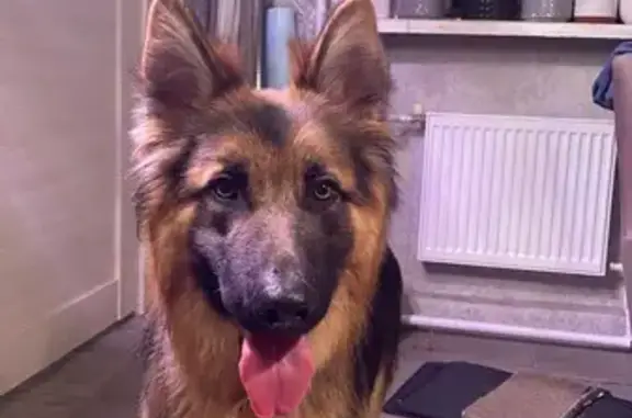 Найдена собака, Ильский, фото: Найден собака, улица Некрасова, 129, Ильский - молодой кобель немецкой овчарки