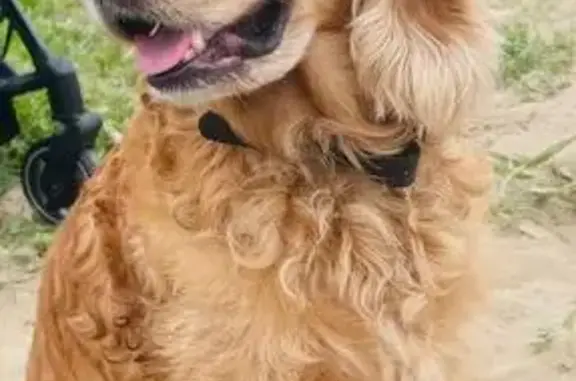 Пропала собака, проспект Строителей, Саратов - кличка Персик, возраст 14 лет - photo