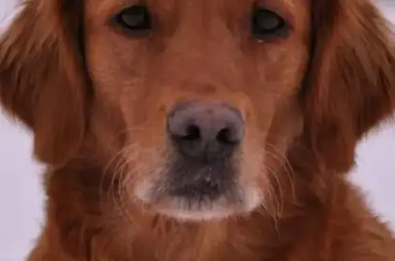 Пропал собака, Нежинка, Оренбургская область - золотистый ретривер с черным ошейником - photo