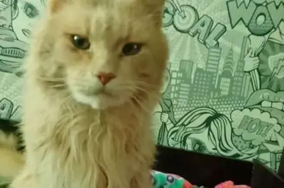 Пропал кот, улица Ивана Черных, 97/2, Томск - мейнкун, не кастрирован - photo