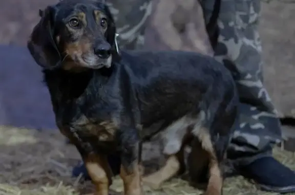 Пропал собака, улица Суворова, 223, Чапаевск - чёрно-коричневый, спокойный - photo