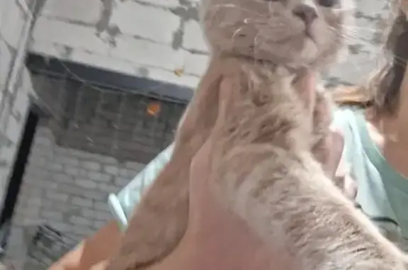 Найдена кошка, Воронеж, фото: Найдена кошка, Смородиновая улица, Воронеж - нежно персикового окраса