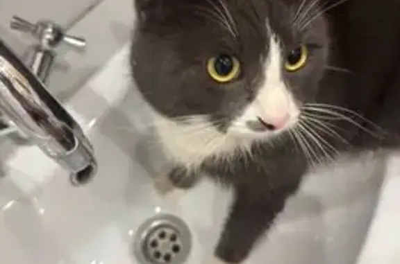 Найденные животные Домодедово, фото: Найдена кошка, Артемьевскаая улица, Домодедово