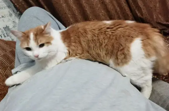 Найдена кошка, Саранск, фото: Найдена кошка, Большевистская улица, 98, Саранск - бело-оранжевый окрас