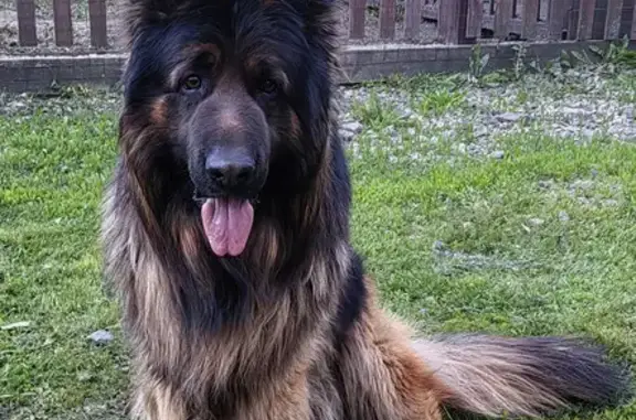 Пропала собака, 54К-267, Зяблое, Малая Куликовка - мальчик длинношерстный чепрачный - photo