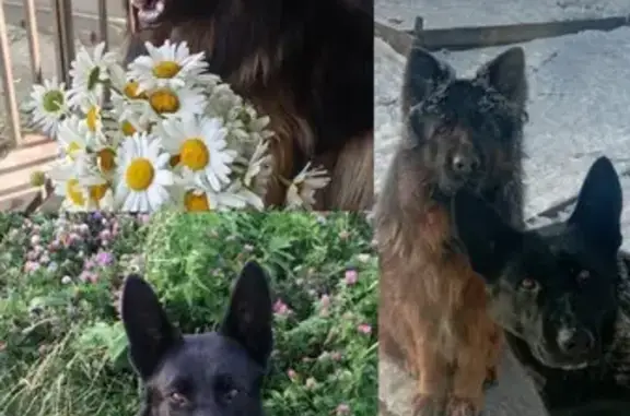 Пропала собака Мальчик, Малая Куликовка (rl1137477) - photo