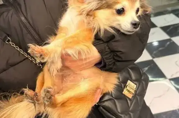 Найдена собака, Краснодар, фото: Найдена собака, женский пол, проспект Чекистов, Краснодар