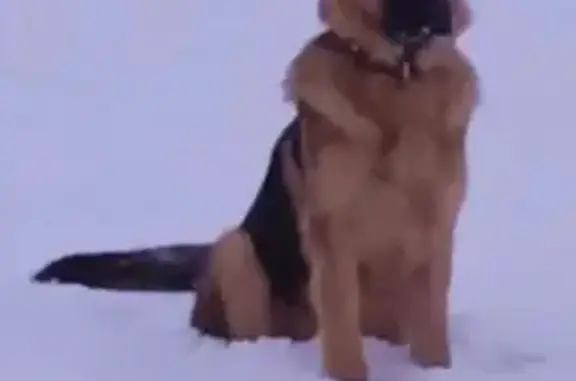 Пропала собака, женская, немецкая овчарка, Смоленская область - черный кожаный ошейник - photo