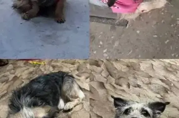 Найдена собака, Уфа, фото: Найден собака, мужской, улица Коммунаров, 69/1, Уфа