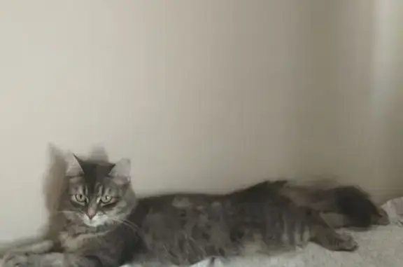 Пропала кошка, Лесопильная улица, 27, городской округ Ижевск - серая в полоску - photo