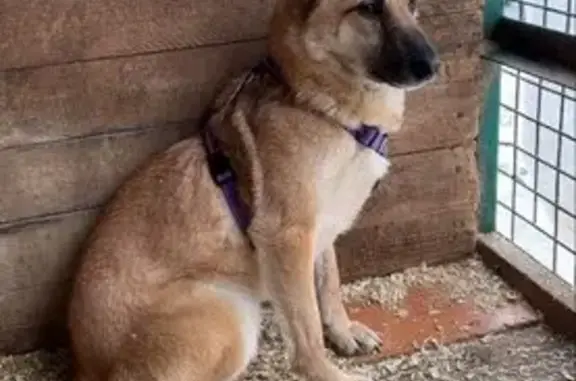 Пропала собака, Центральная улица, Троице-Сельцо - photo