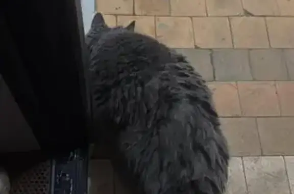 Найденные животные Балашиха, фото: Найдена кошка, проспект Ленина, дом 71, Балашиха