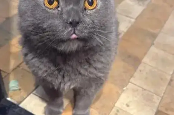 Найденные животные Балашиха, фото: Найдена кошка, проспект Ленина, дом 71, Балашиха