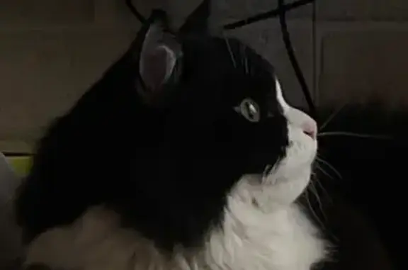 Потерянные животные Владикавказ, фото: Пропал кот, Гвардейская улица, 36, Владикавказ - чёрно-белый, пушистый, розовый нос