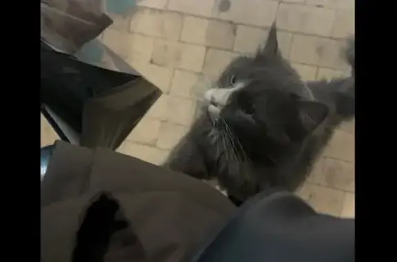 Найдена кошка, Волжский, фото: Найдена кошка, улица Карбышева, 33, Волжский - спокойный и ласковый