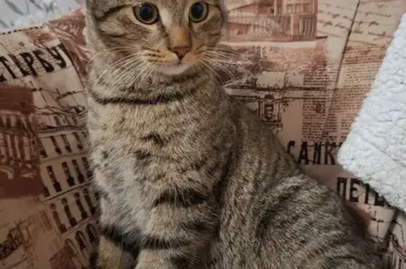 Найдена кошка, Арзамас, фото: Найден кот, улица Мира, 15 к2, Арзамас - очень добрый и ласковый