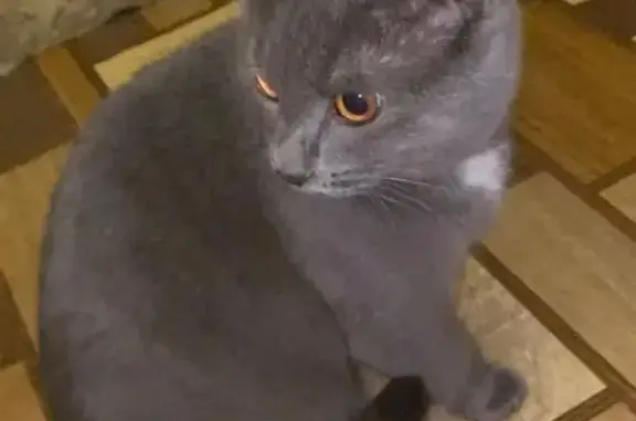 Найдена кошка, Оренбург, фото: Найден кот, улица Дружбы, 14, Оренбург - серый с розовым ошейником