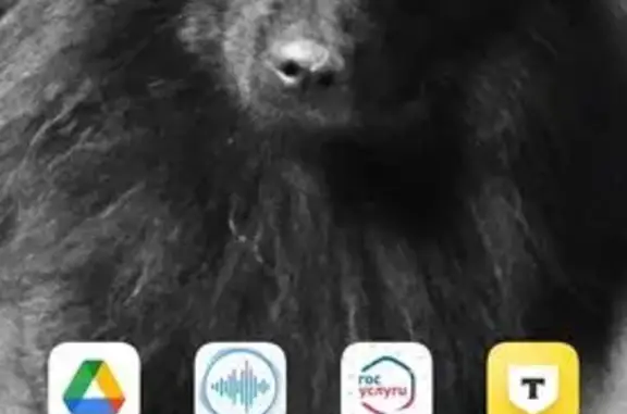 Пропал собака, проспект Наставников, Санкт-Петербург - чёрный, 7 лет - photo