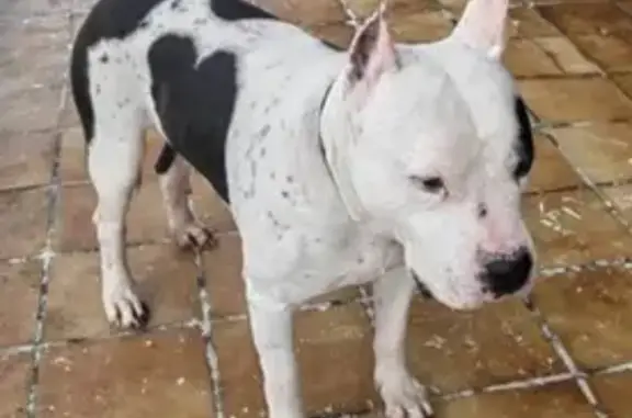 Найдена собака, Ростов-на-Дону, фото: Найдена собака, переулок Андреева, 15, Ростов-на-Дону