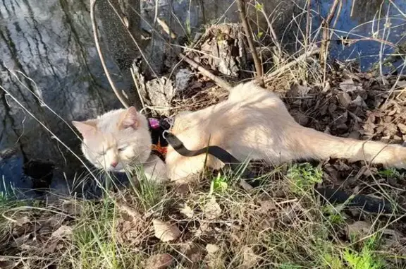 Пропала кошка Мальчик, Казань (rl1137507) - photo