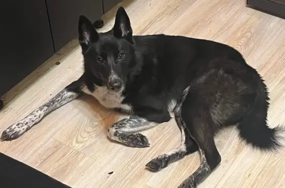 Найдена собака, Санкт-Петербург, фото: Найден собака, Парашютная улица, Санкт-Петербург - кобель, черно-пятнистый окрас