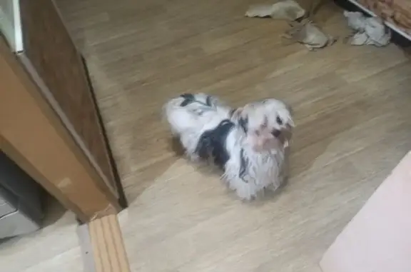 Пропала собака, Челябинская улица, 27, городской округ Пенза - русская болонка, черно-белая - photo