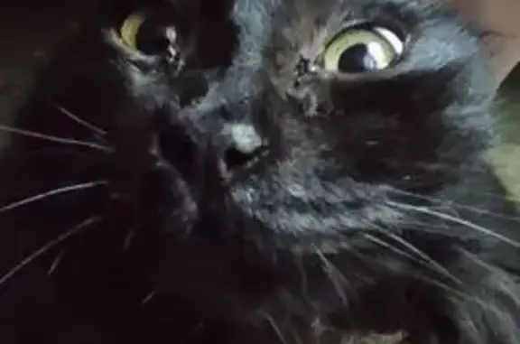 Пропала кошка, улица Карла Маркса, 30, Старомышастовская - белое пятно на груди и между задних лап - photo