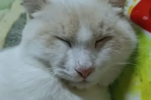 Пропал кот, Ташкентская улица, 32, Уфа - белый с рыжим, 7 месяцев - photo