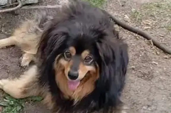 Пропала собака, Новотепличная улица, городской округ Липецк - чёрная, лохматая, стерилизованная - photo