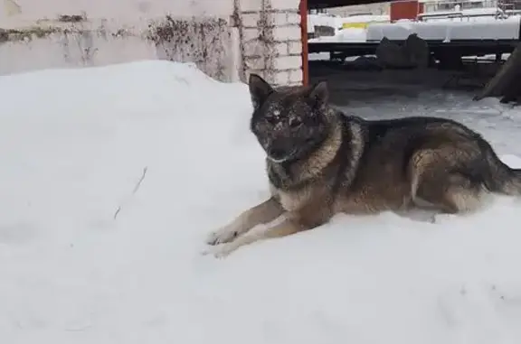 Найдена собака, Калуга, фото: Найдена собака, площадь Старый Торг, 2, Калуга - молодая с брезентовым ошейником