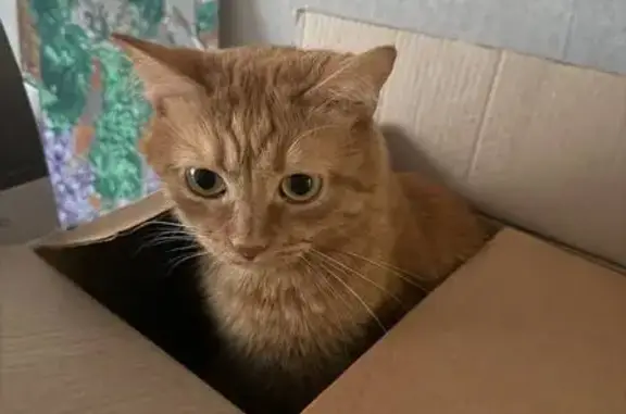 Пропал кот, Рабоче-Крестьянская улица, 37, Волгоград - рыжий с выразительной мордой - photo